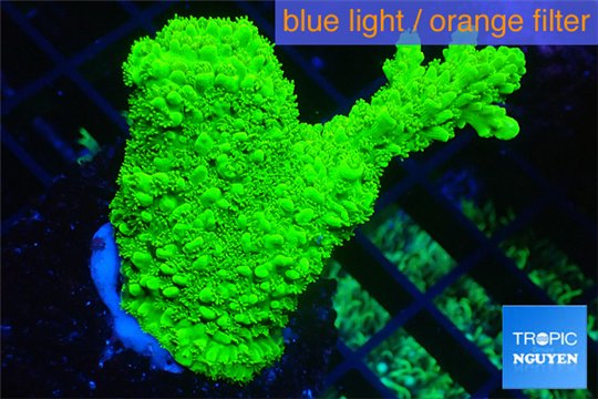 Acropora full neon green 4-5 cm WYSIWYG acclimaté