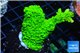 Acropora full neon green 4-5 cm WYSIWYG acclimaté