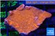 Montipora red cap 3-4 cm WYSIWYG acclimaté