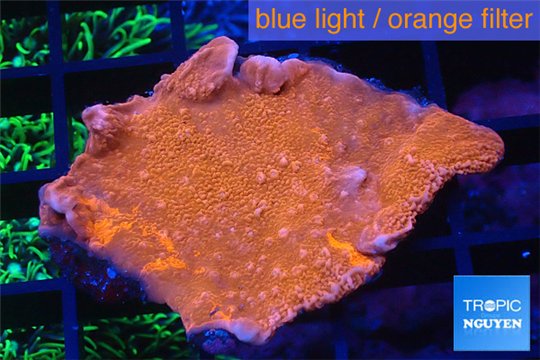 Montipora red cap 3-4 cm WYSIWYG acclimaté