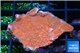 Montipora red cap 3-4 cm WYSIWYG acclimaté