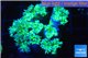 Duncanopsammia green 7-10 cm WYSIWYG acclimaté