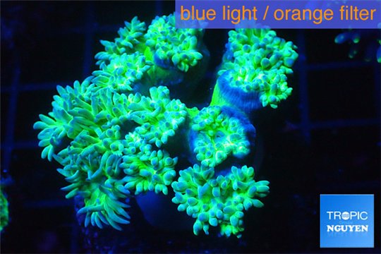 Duncanopsammia green 7-10 cm WYSIWYG acclimaté