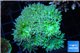 Duncanopsammia green 7-10 cm WYSIWYG acclimaté