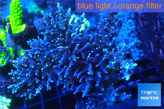 Acropora carduus pink & golden tip Indonesia ( deep water) 8-13 cm WYSIWYG acclimaté