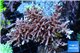 Acropora carduus pink & golden tip Indonesia ( deep water) 8-13 cm WYSIWYG acclimaté