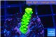 Acropora full neon green 2-3 cm WYSIWYG acclimaté