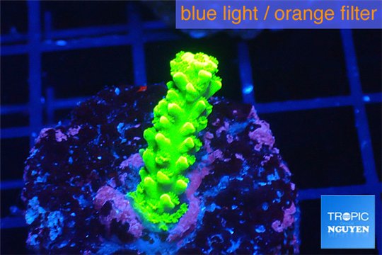 Acropora full neon green 2-3 cm WYSIWYG acclimaté