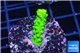 Acropora full neon green 2-3 cm WYSIWYG acclimaté