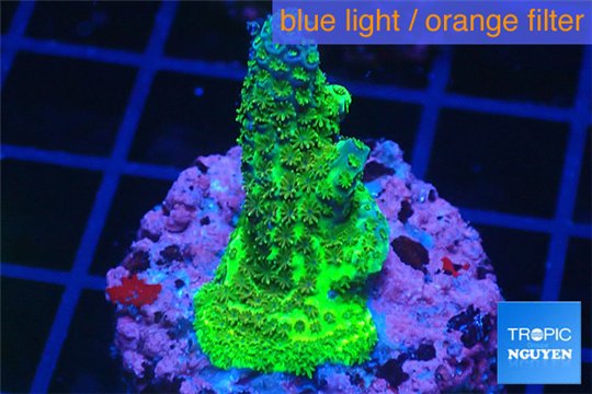 Acropora gold 2-3 cm WYSIWYG acclimaté