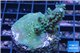 Acropora green purple Australia 3-4 cm WYSIWYG acclimaté