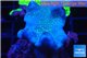 Sarcophyton full neon green polyps Australia 4-7 cm WYSIWYG acclimaté