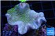 Sarcophyton full neon green polyps Australia 4-7 cm WYSIWYG acclimaté