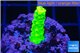 Acropora full neon green 2-3 cm WYSIWYG acclimaté