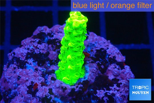 Acropora full neon green 2-3 cm WYSIWYG acclimaté
