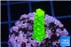 Acropora full neon green 2-3 cm WYSIWYG acclimaté