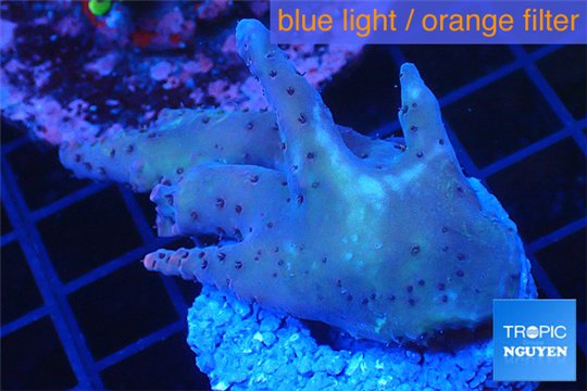 Acropora purple frag 4-6 cm WYSIWYG acclimaté