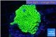 Montipora green purple 3-4 cm WYSIWYG acclimaté
