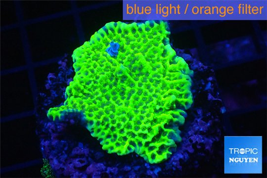 Montipora green purple 3-4 cm WYSIWYG acclimaté