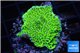 Montipora green purple 3-4 cm WYSIWYG acclimaté