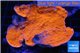 Montipora red cap damaged 5-8 cm WYSIWYG acclimaté