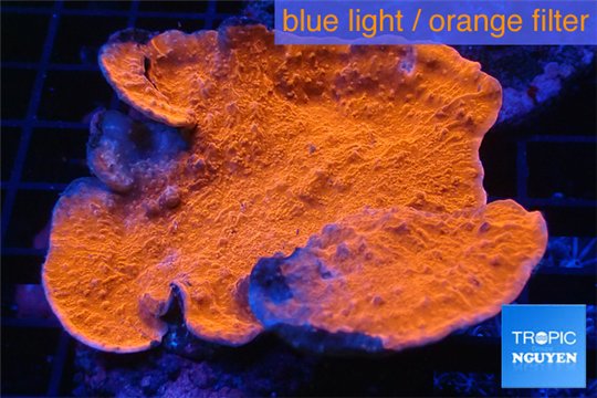 Montipora red cap damaged 5-8 cm WYSIWYG acclimaté