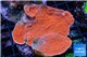 Montipora red cap damaged 5-8 cm WYSIWYG acclimaté
