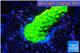 Acropora full neon green 2-3 cm WYSIWYG acclimaté