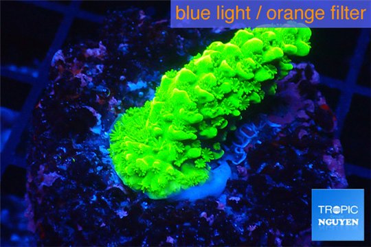 Acropora full neon green 2-3 cm WYSIWYG acclimaté