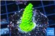Acropora full neon green 2-3 cm WYSIWYG acclimaté