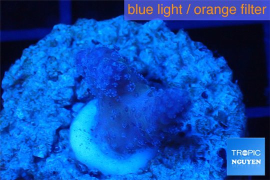 Stylophora full pink Fijii 1-2 cm WYSIWYG acclimaté