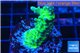 Acropora green purple 4-6 cm WYSIWYG acclimaté