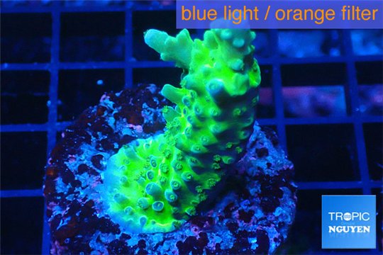 Acropora green purple 4-6 cm WYSIWYG acclimaté