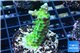 Acropora green purple 4-6 cm WYSIWYG acclimaté
