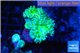 Duncanopsammia green 2 polyps WYSIWYG acclimaté