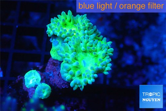 Duncanopsammia green 2 polyps WYSIWYG acclimaté
