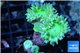 Duncanopsammia green 2 polyps WYSIWYG acclimaté