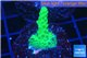 Acropora green 4-6 cm WYSIWYG acclimaté