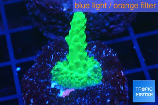 Acropora green 4-6 cm WYSIWYG acclimaté