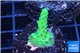 Acropora green 4-6 cm WYSIWYG acclimaté