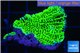 Montipora green purple 3-5 cm WYSIWYG acclimaté