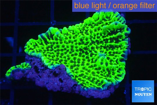 Montipora green purple 3-5 cm WYSIWYG acclimaté