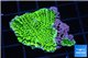 Montipora green purple 3-5 cm WYSIWYG acclimaté