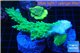 Acropora green ice frag 5-8 cm WYSIWYG acclimaté