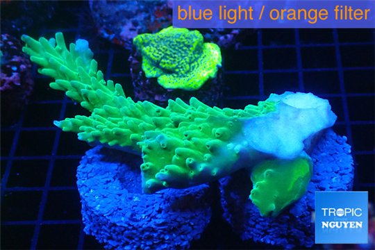Acropora green ice frag 5-8 cm WYSIWYG acclimaté