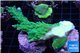 Acropora green ice frag 5-8 cm WYSIWYG acclimaté