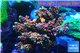 Acropora pink purple Indonesia 8-12 cm WYSIWYG acclimaté