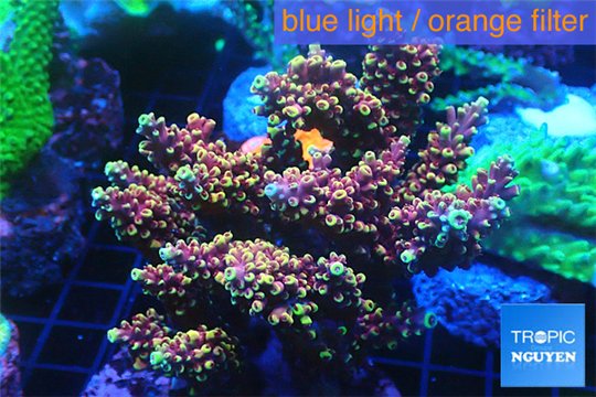 Acropora pink purple Indonesia 8-12 cm WYSIWYG acclimaté