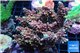 Acropora pink purple Indonesia 8-12 cm WYSIWYG acclimaté