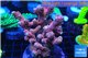 Acropora pink purple Indonesia 8-12 cm WYSIWYG acclimaté
